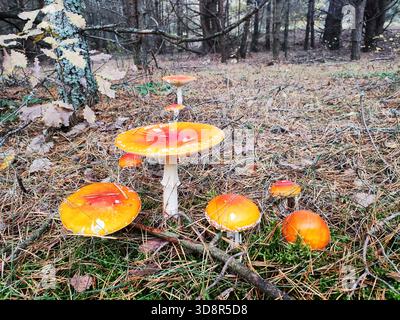 Aus grünem Moos und trockenen Kiefernnadeln entstehen leuchtende Fliegenpilze mit knallroten und orangen Kappen und weißen Schuppen. Waldhintergrund von Baum t Stockfoto