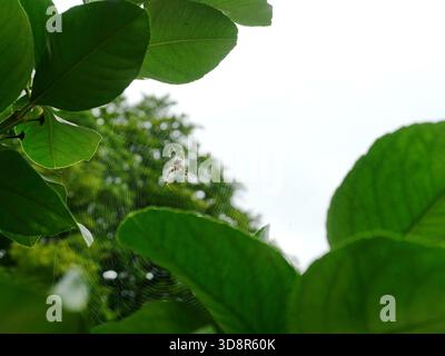 Kreuzspinne, Araneus diadematus, mit deutlicher Kreuzmarkierung auf dem Bauch, zentriert in ihrem Netz, umgeben von grüner Vegetation. Nahaufnahme. Stockfoto