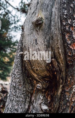 Strukturierte Nahaufnahme der alten Kiefernrinde mit ausgeprägtem Knoten, gerissener Oberfläche und rauen, verwitterten Details, Naturhintergrund Stockfoto