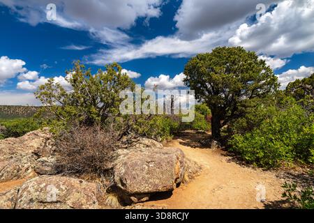 Der Cedar Point Nature Trail schlängelt sich durch Kiefernwälder und wacholderwälder im Black Canyon des Gunnison National Park, Colorado, USA. Der malerische Weg führt zu dramatischen Ausblicken auf den tiefen Canyon Stockfoto