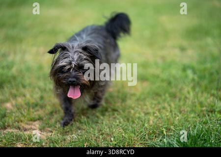 Super Scruffy Mutt läuft in Gras schwarz und braun glücklich Stockfoto