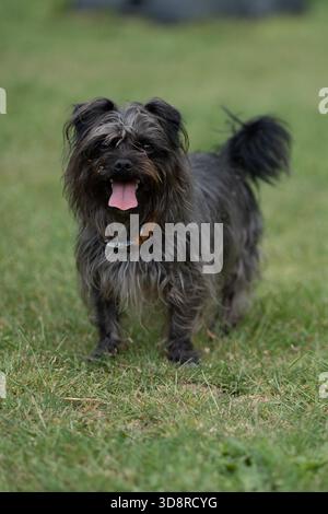 Super Scruffy Mutt läuft in Gras schwarz und braun glücklich Stockfoto