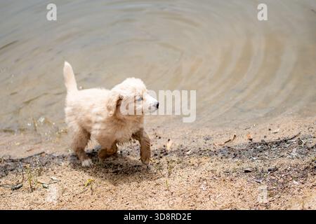 Bordoodle Border Collie Pudel Welpen spielen im Damm Stockfoto