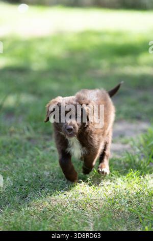 Bordoodle Border Collie Pudel Welpen spielen braunen Welpen Stockfoto