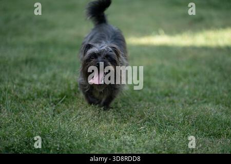 Super Scruffy Mutt läuft in Gras schwarz und braun glücklich Stockfoto