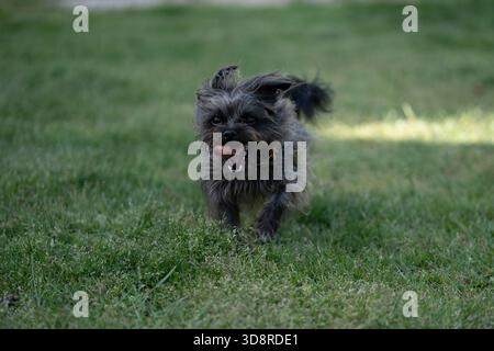 Super Scruffy Mutt läuft in Gras schwarz und braun glücklich Stockfoto