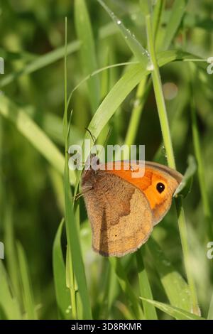 Wiese Braun Schmetterling Stockfoto