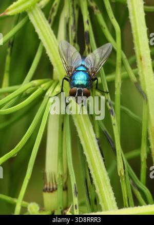 Grüne Flasche Fly Stockfoto