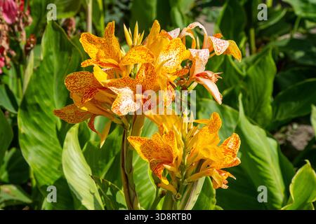 Canna Gelber König Humbert. Cannas Orange Blütenknospen Sommerblumen wachsen in der Nähe im Garten Stockfoto