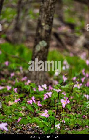 Purpurrosa Farbe Trillium Wildblumen Feld Nahaufnahme vertikale Ansicht in Virginia Blue Ridge im Wintergreen Resort Stockfoto