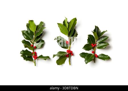 Echte, frisch gepflückte holly-Zweige auf weißem Hintergrund. Natürliche stechpalmenzweige in einer Reihe angeordnet. Stockfoto