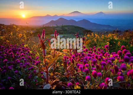 Blick auf leuchtende lila und gelbe Blumen, die sanft im Vordergrund schweben, mit Bergen und einem strahlenden Sonnenuntergang im Hintergrund, Magelang, Central J Stockfoto