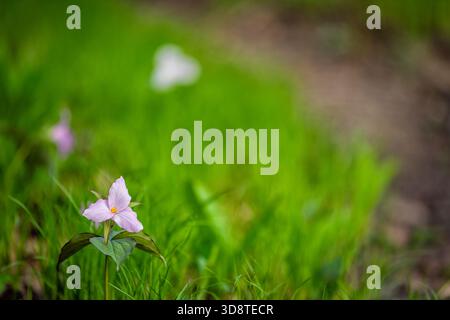 Ein rosafarbenes Trillium Wildblumen-Dreiblumenfeld mit üppig grünem Gras-Makronaht im Virginia Blue Ridge of Wintergreen Resort Stockfoto
