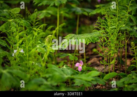 Rosa Trillium Trillium Blume und weiße Blumen von Farnen und Mayapfel Makronaht im Virginia Blue Ridge of Wintergreen Resort Stockfoto