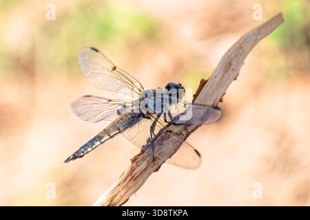 Die vierfleckige Libelle (Libellula quadrimaculata) sitzt auf trockenem Zweig vor verschwommenem Hintergrund. Stockfoto