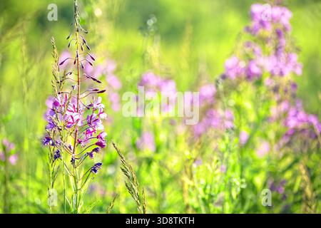 Leuchtende rosafarbene Feuerweed-Blumen blühen auf einer Sommerwiese. Nahaufnahme der wunderschönen, hohen fireweed (Chamaenerion angustifolium) Wildblumen mit spi Stockfoto