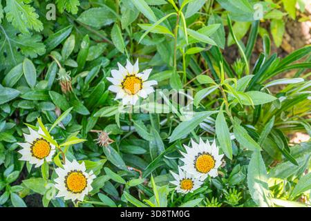 Blick von oben auf mehrere weiße Gazania- oder afrikanische Gänseblümchen-Blumen mit hellgelben Zentren, umgeben von grünen Blättern in einem sonnigen Garten. Stockfoto