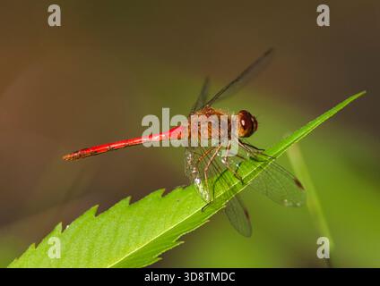 Die herbstliche Meadowhawk-Libelle thront im Spätsommer im Südosten von Wisconsin auf einem grünen Blatt und zeigt rote Körper, Flügel und zarte Details. Stockfoto