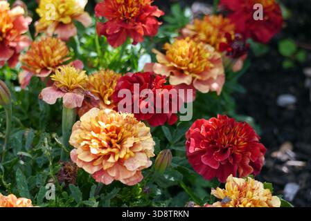 Tagetes patula „Strawberry Blonde“ (French Marigolds) auf der RHS Garden Harlow Carr, Harrogate, Yorkshire, England, Großbritannien. Stockfoto