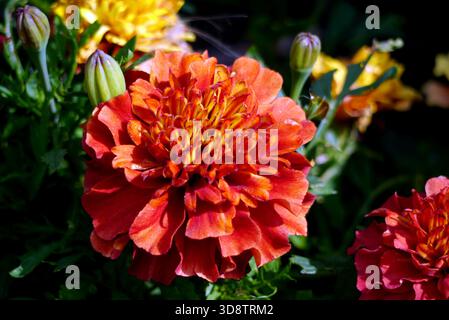 Single Tagetes patula „Strawberry Blonde“ (französischer Marigold) auf der RHS Garden Harlow Carr, Harrogate, Yorkshire, England, Großbritannien. Stockfoto