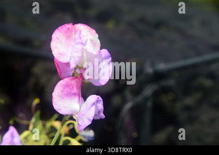 Einzelne lila/rosafarbene Lathyrus Odoratus (Sweet Pea) Blume im RHS Garden Harlow Carr, Harrogate, Yorkshire, England, Großbritannien. Stockfoto