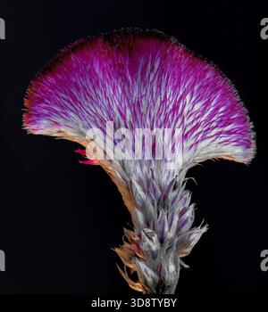 Kontrastreiche Makroaufnahme einer Cockscomb-Blume (Celosia argentea var. Cristata) auf schwarzem Hintergrund. Das Bild zeigt das einzigartige Stockfoto