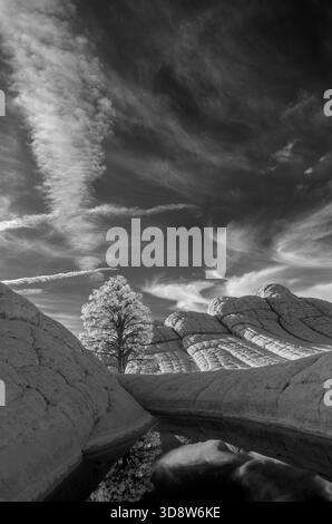 Einsame Kiefernresektion in tinaja, White Pocket, Arizona Stockfoto