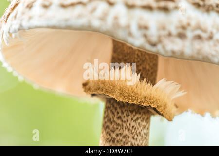 Parasolpilz (Macrolepiota procera) essbarer Waldpilz Stockfoto