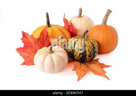 Eine Herbstpräsentation mit kleinen Kürbissen, Kürbissen und Herbstblättern. Stockfoto