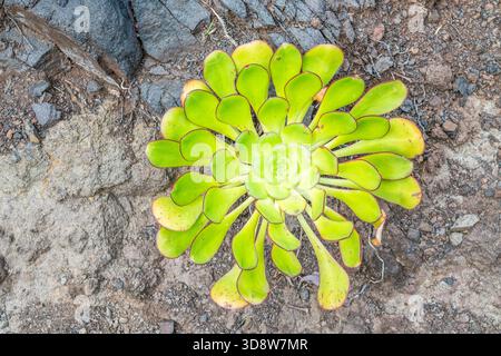 Aeonium ciliatum Succulent (Crassulaceae) endemisch auf Teneriffa, Kanarische Inseln Stockfoto
