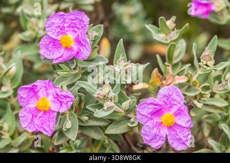 Graublättrige Rockrose (Cistus albidus) rosafarbener Sträucher der Garrigue Stockfoto