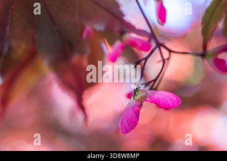 Rot-violettes japanisches Ahorn (Acer palmatum Cultivar) Zierwerk Stockfoto