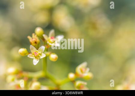 Peruanischer Pfefferbaum (Schinus molle) in Blume Stockfoto