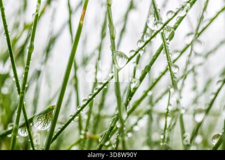 Morgentauchtröpfchen auf Gras Stockfoto
