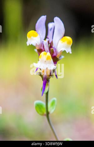 Linaria triphylla — Dreiblättrige Toadflax in Blume Stockfoto
