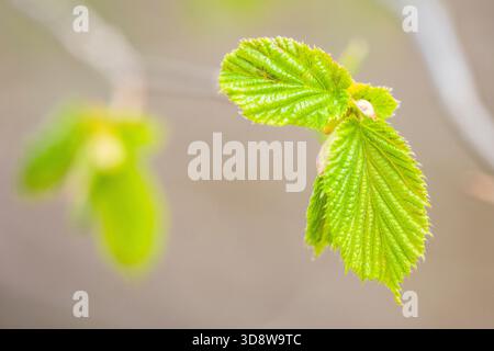Laub der Haselnuss (Corylus avellana) Stockfoto