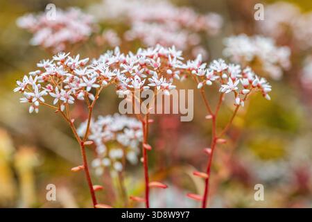 White Stonecrop (Sedum-Album) — Succulent Plant Stockfoto
