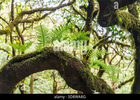 Macaronesische Polypodie (Polypodium macaronesicum) wächst epiphytisch auf Baumstamm — Teneriffa, Kanarische Inseln Stockfoto