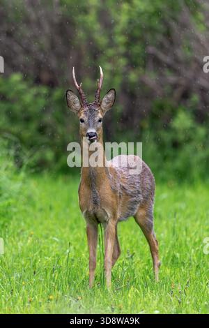 Europäischer Reh (Capreolus capreolus) erwachsener Bock / männlicher Futterling auf Grünland / Wiese am Waldrand im Regen im Frühjahr Stockfoto