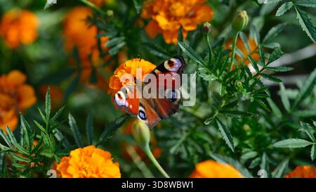 Ein Pfauenfalter (aglais io), der auf einer Ringelblume sitzt. Nahaufnahme. Stockfoto
