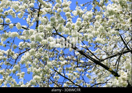 Kirschbaum 'Morello' (Prunus cerasus) eine im Frühling blühende Pflanze mit weißer Blüte im Frühling mit tiefroten Früchten, Gartenarbeit Stockfoto