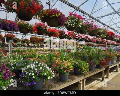 Reihen von bunten Blumentöpfen stehen auf Paletten und hängen von oben in einem Gewächshaus in Ohio. Stockfoto