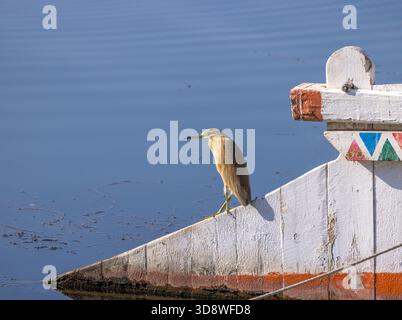 Squackreiher auf dem Ruder, Ardeola ralloides, Nil, Luxor, Ägypten Stockfoto