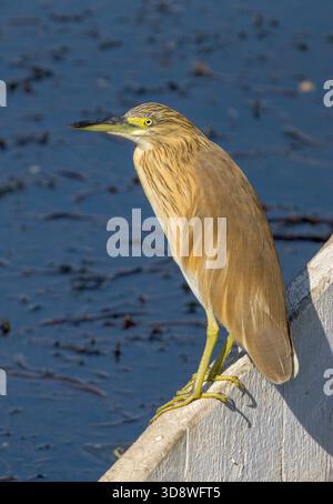 Squackreiher auf dem Ruder, Ardeola ralloides, Nil, Luxor, Ägypten Stockfoto