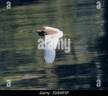 squacco Reiher fliegen, Ardeola ralloides, Nil River, Luxor, Ägypten Stockfoto