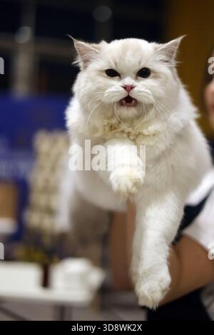 Ausdrucksstarke weiße flauschige Katze mit offenem Mund und verlängerter Klaue Stockfoto