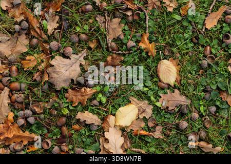 Abgefallene Eicheln und braune Eichenblätter liegen im Herbst auf grünem Gras. Das Foto zeigt eine natürliche Waldbodenstruktur mit organischen saisonalen Farben Stockfoto