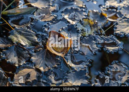 Nahaufnahme von Populus tremula (Aspen) Blättern, die auf einer Teichoberfläche schwimmen, mit einem einzelnen großen Wassertropfen in der Mitte, der den Himmel reflektiert Stockfoto