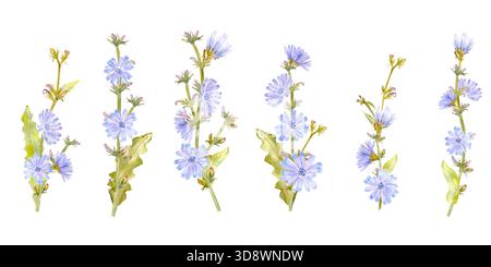 Nahtloses Muster mit pastellblauen Blumen Zichorie, Stielen und Blättern, Aquarellillustration auf isoliertem Hintergrund. Quelle des entkoffeinierten Getränks für Stockfoto