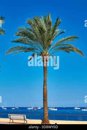 Palm Tree By The Sea: Sonnige Waterfront-Szene Mit Booten, Bank Und Blue Sky Heute Stockfoto